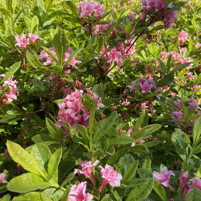 Rhododendron park in Helsinki
