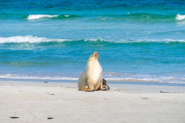 Seal Bay