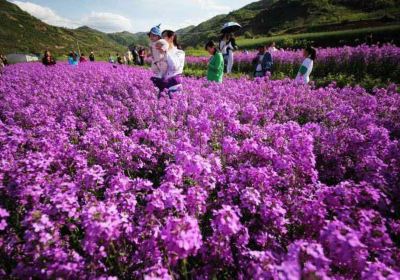 Huitengxile Flower Sea Scenic Area