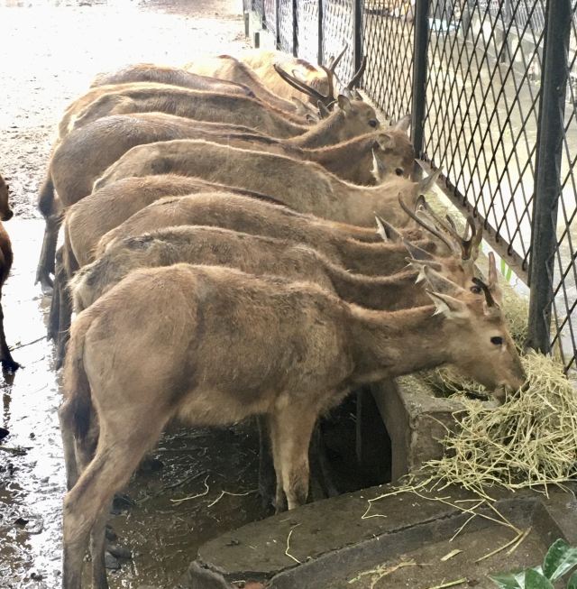 武漢動物園
