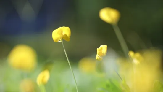 桃花寨