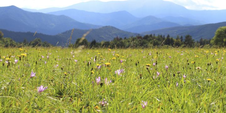Ruisui Ranch