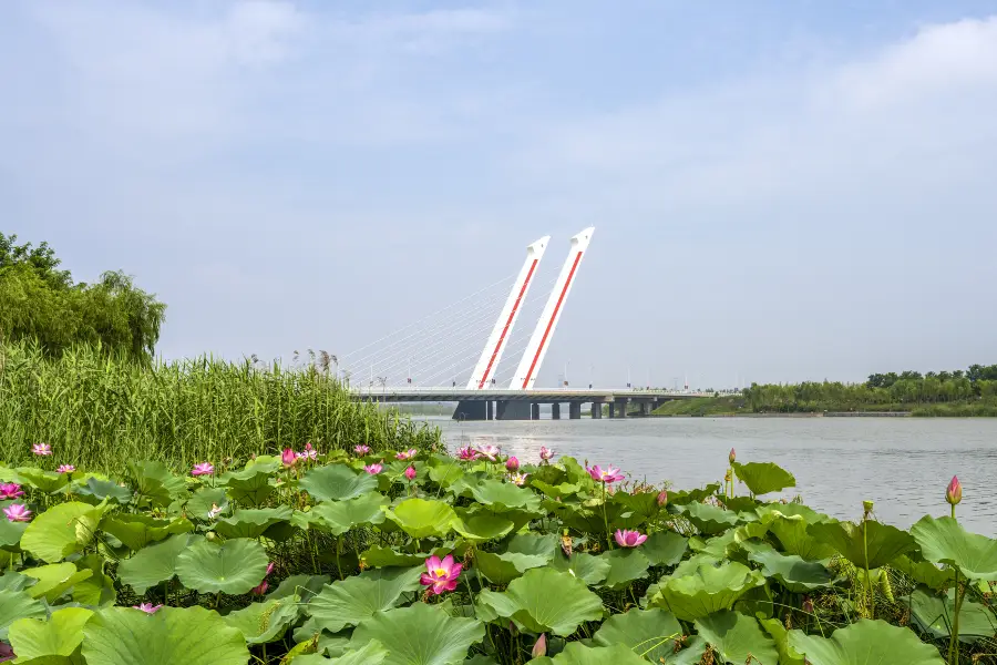 蓮花公園