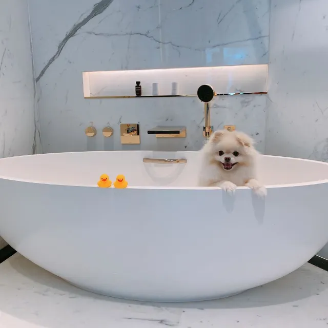 【寵物酒店邊間好？】2026人寵不分離，盤點那些寵物友好酒店:香港13間寵物酒店 Staycation 推介🐶+住宿餐飲優惠