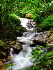 Upper Section Of Water Forest