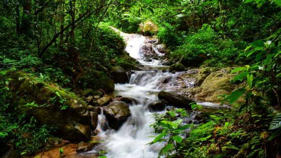 Upper Section Of Water Forest