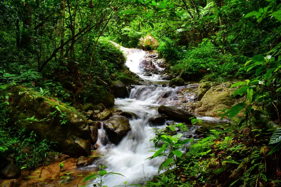 Upper Section Of Water Forest