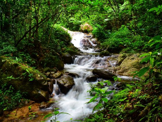 Wuzhishan River Full of Water Tropical Rainforest