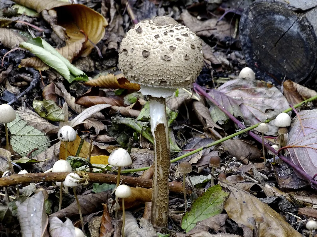 5_Beijing Wild Duck Lake National Wetland Park