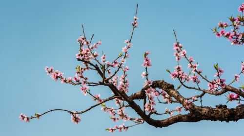 桃花澗