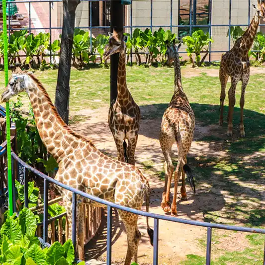 5_Lingling Animal Kingdom