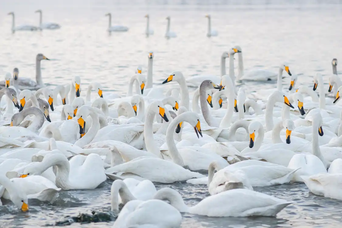 Hotels near Swan Lake