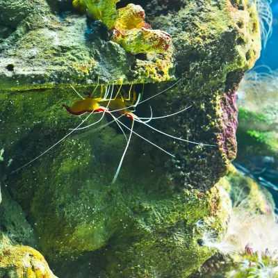 Виллы в г. Мотобу