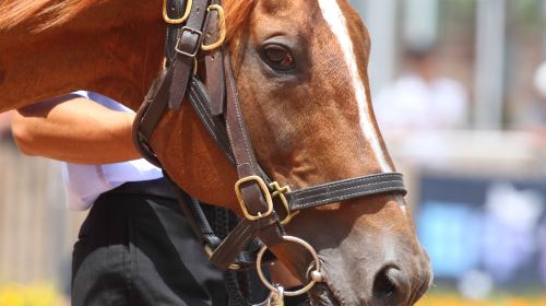 Kentucky Horse Park