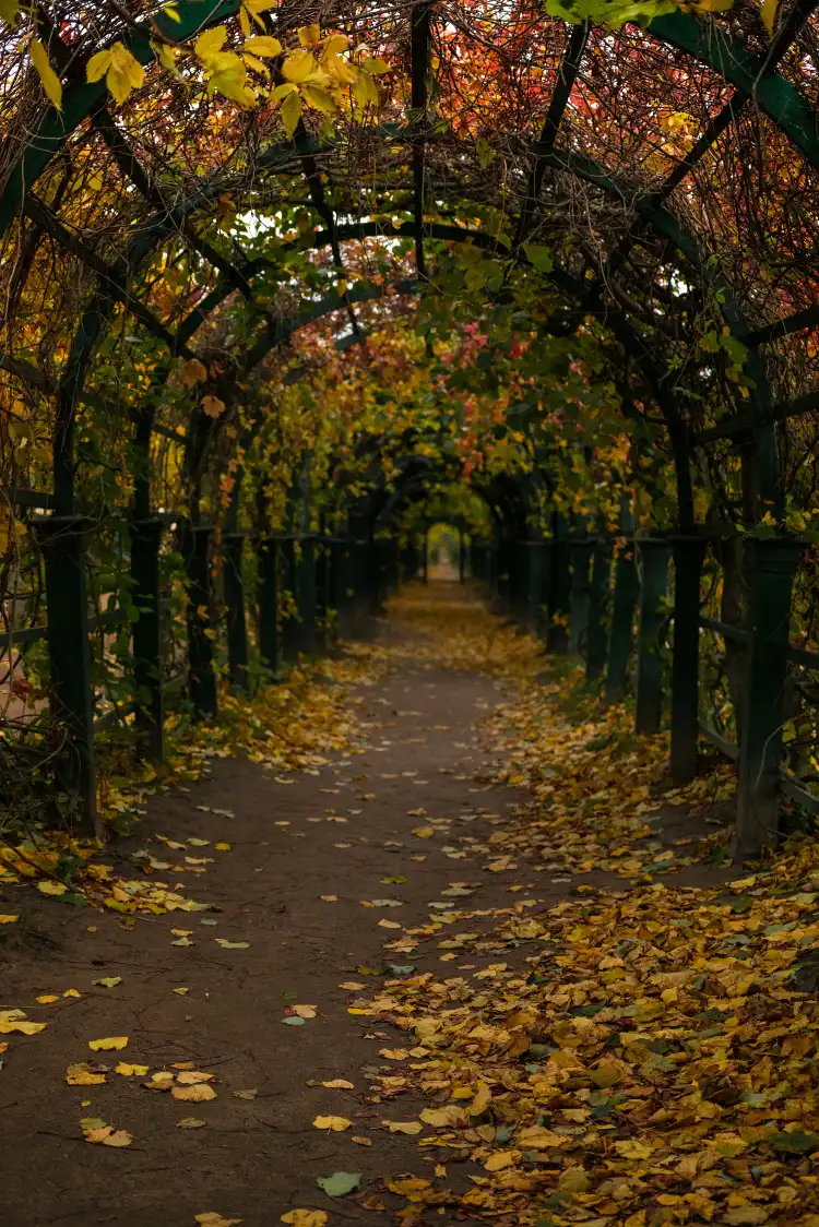 Hotels in Peterhof