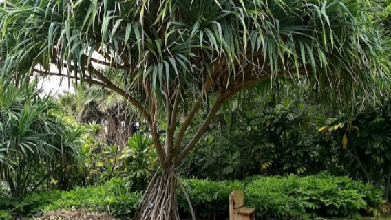 Amy Greenwell Ethnobotanical Garden