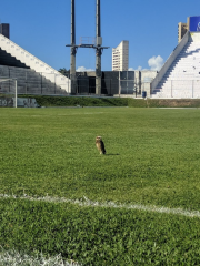 Estádio Maria Lamas Farache (Frasqueirão)