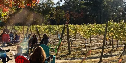 Loughlin Vineyard