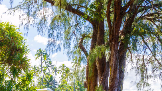 Richardson Ocean Park