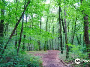 La Fageda d'en Jorda