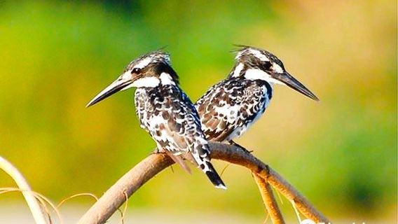 Serengeti