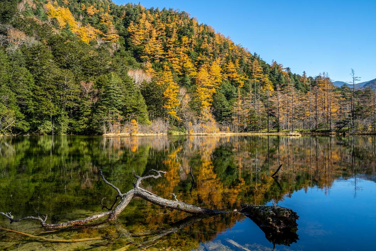 日本紅葉 | 上高地