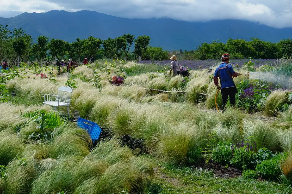 5_Tinghua Valley - Lijiang Flowers Garden