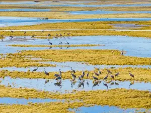 Xinjiang Bayinbuluke National Nature Reserve for Wildlife Type