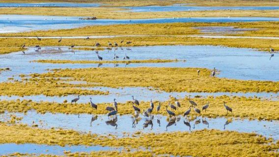 Xinjiang Bayinbuluke National Nature Reserve for Wildlife Type