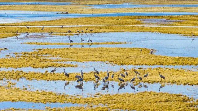 Xinjiang Bayinbuluke National Nature Reserve for Wildlife Type