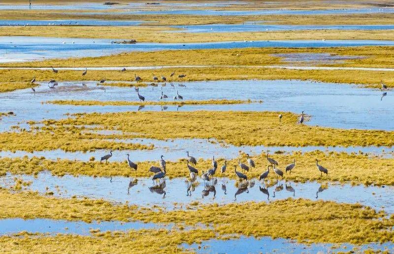 Xinjiang Bayinbuluke National Nature Reserve for Wildlife Type