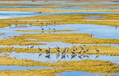 Xinjiang Bayinbuluke National Nature Reserve for Wildlife Type