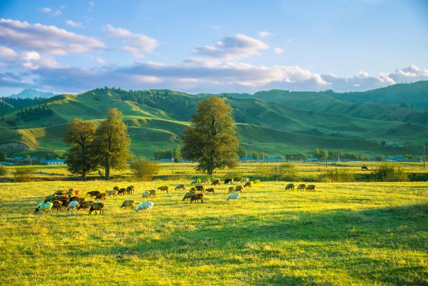 Nalati Grassland