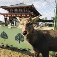 疫情期間支持本地遊，staycation 最新嘅海洋公園萬豪酒店，房間同泳池都好滿意