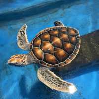 日本最南端の小さな水族館。黒島研究所。