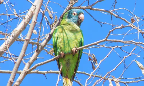 Wildlife Habitat Port Douglas