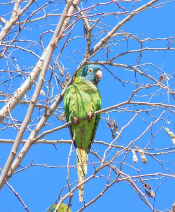 Flug Brisbane Rockhampton