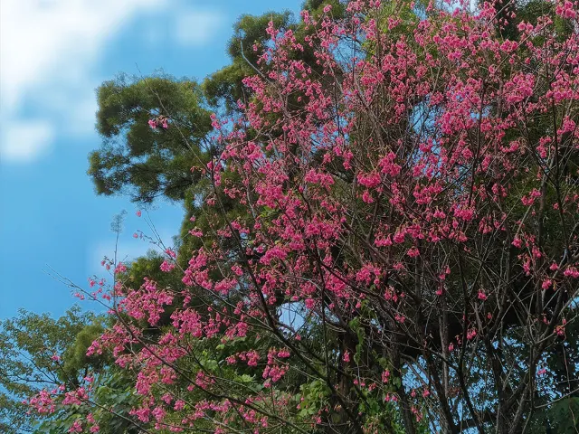 【櫻花季】粉紅大爆發，新北13處賞櫻勝地推薦打卡熱點一次看