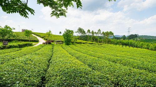 Wangu Tea Garden, Damingshan Mountain