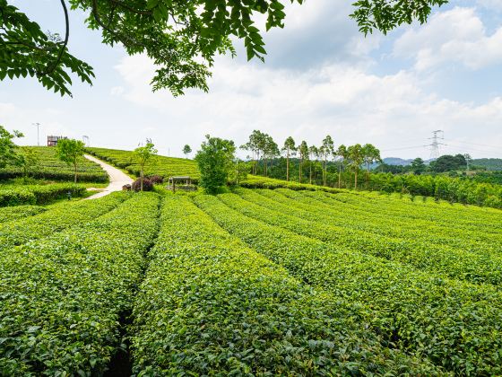 Wangu Tea Garden, Damingshan Mountain