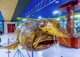 撫遠黑龍江魚博館