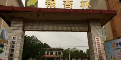 桂陽茶場銀杏林