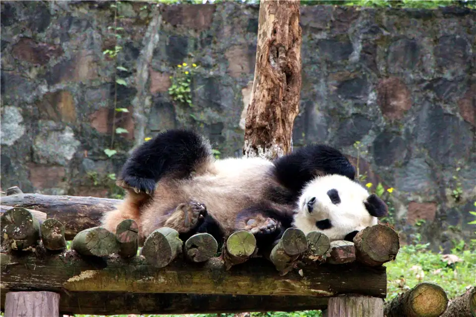 Dujiangyan
