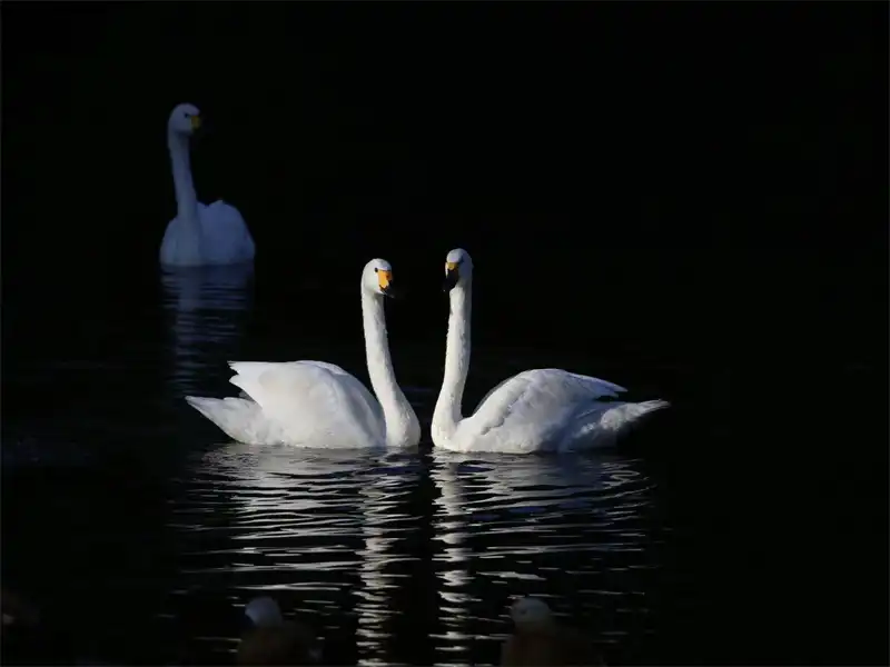 5_Qingdao Forest Wildlife World