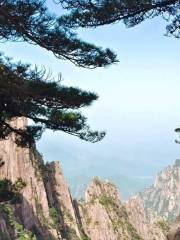 Wolong Pine