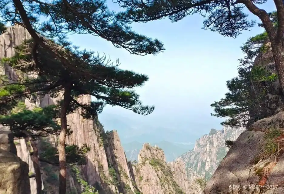 鄰近臥龍松的酒店