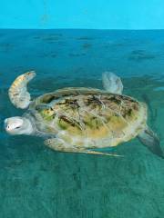 Sea Turtle Farm and Hatchery - Habaraduwa