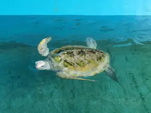 海龜孵化場