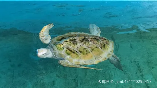 Sea Turtle Farm and Hatchery - Habaraduwa