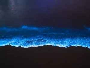 平潭看藍眼淚